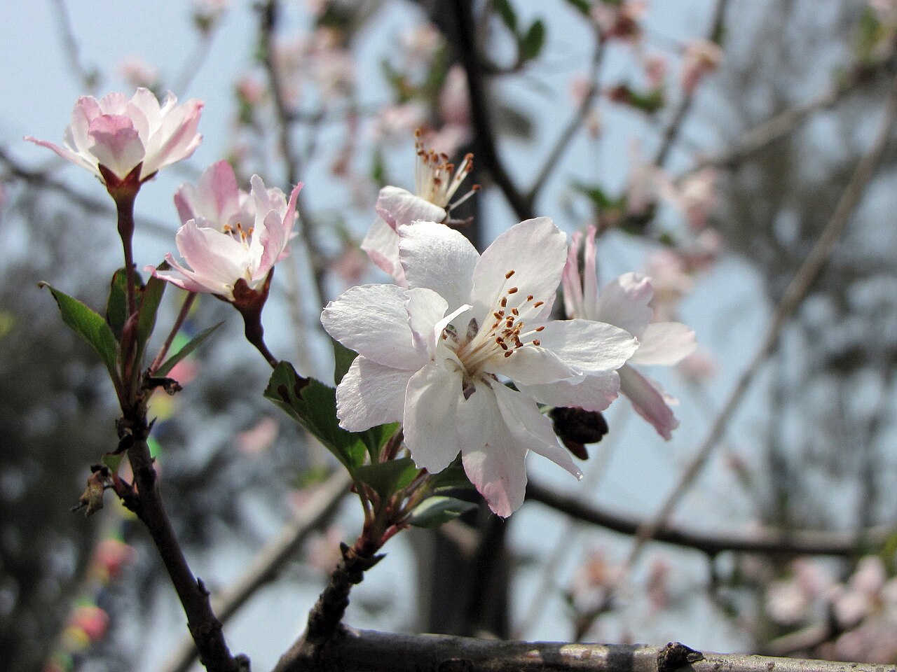 Malus halliana, Hall crabapple — spreading deciduous (Rosaceae) (image 10 of 10)