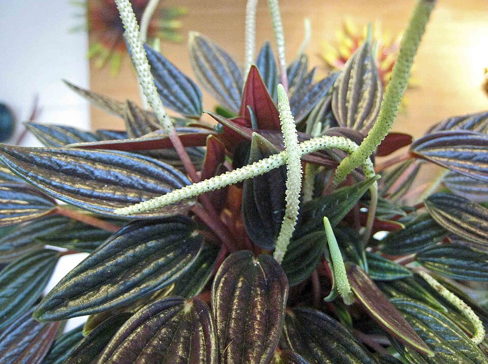 Peperomia caperata 'Rosso' (Rosso Peperomia)