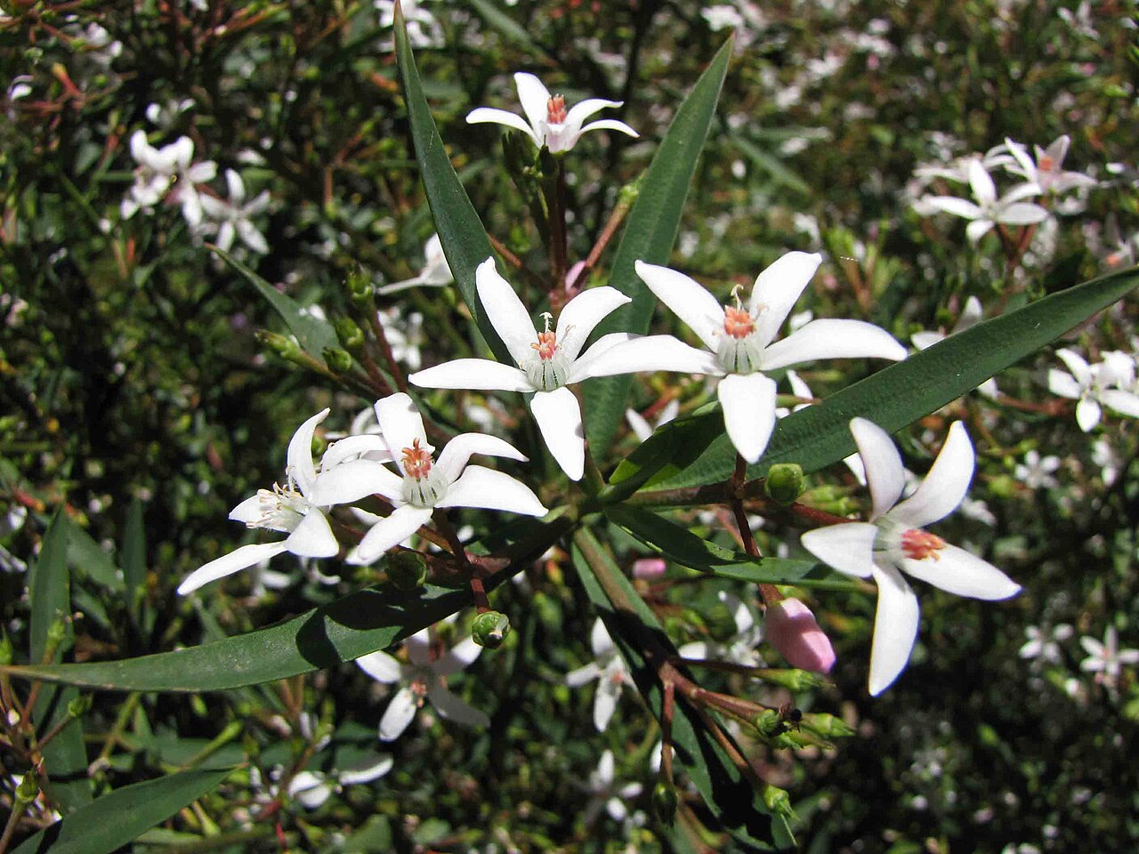 Philotheca myoporoides, Long-leaf wax flower — mounding evergreen (Rutaceae) (image 9 of 10)