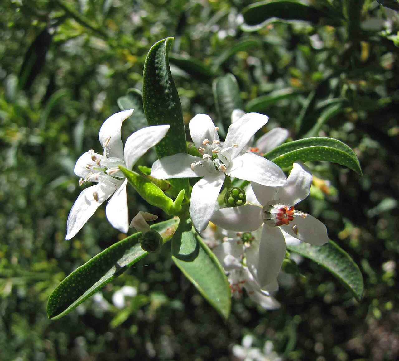 Philotheca myoporoides, Long-leaf wax flower — mounding evergreen (Rutaceae) (image 10 of 10)