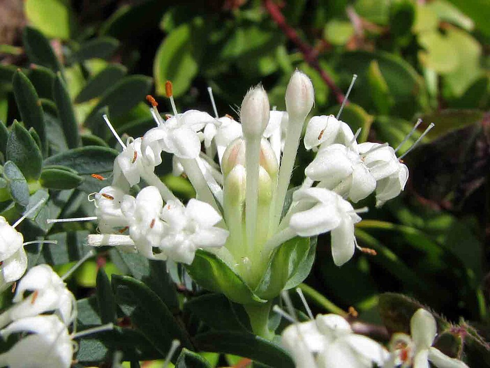 Pimelea humilis (Common Rice-flower) (alternate view 2)