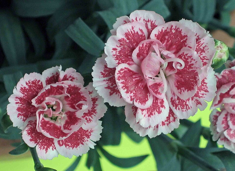 Dianthus × 'Sugar Plum' (Sugar Plum Dianthus)