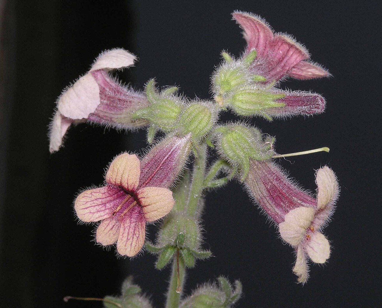 Rehmannia glutinosa, Chinese foxglove — clumping deciduous (Orobanchaceae) (image 2 of 10)