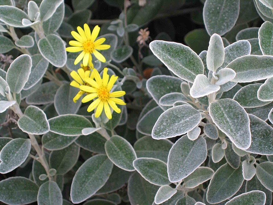 Brachyglottis