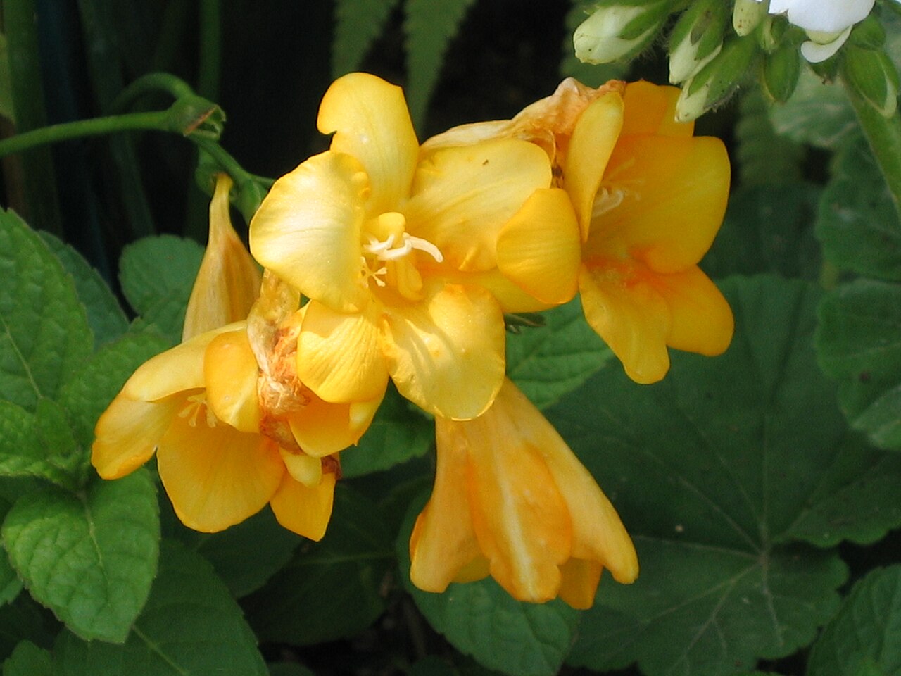 Freesia refracta, Freesia — clumping deciduous (Iridaceae) (image 8 of 9)