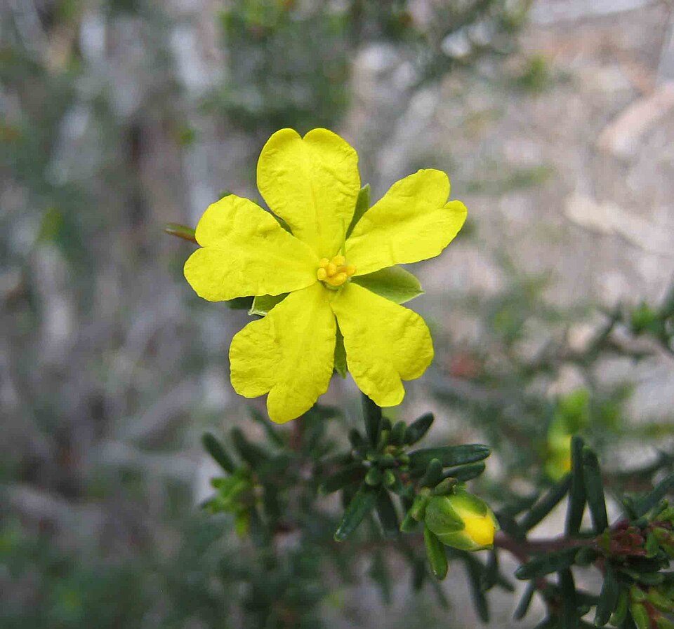 Hibbertia riparia (Erect Guinea-flower) (alternate view 9)
