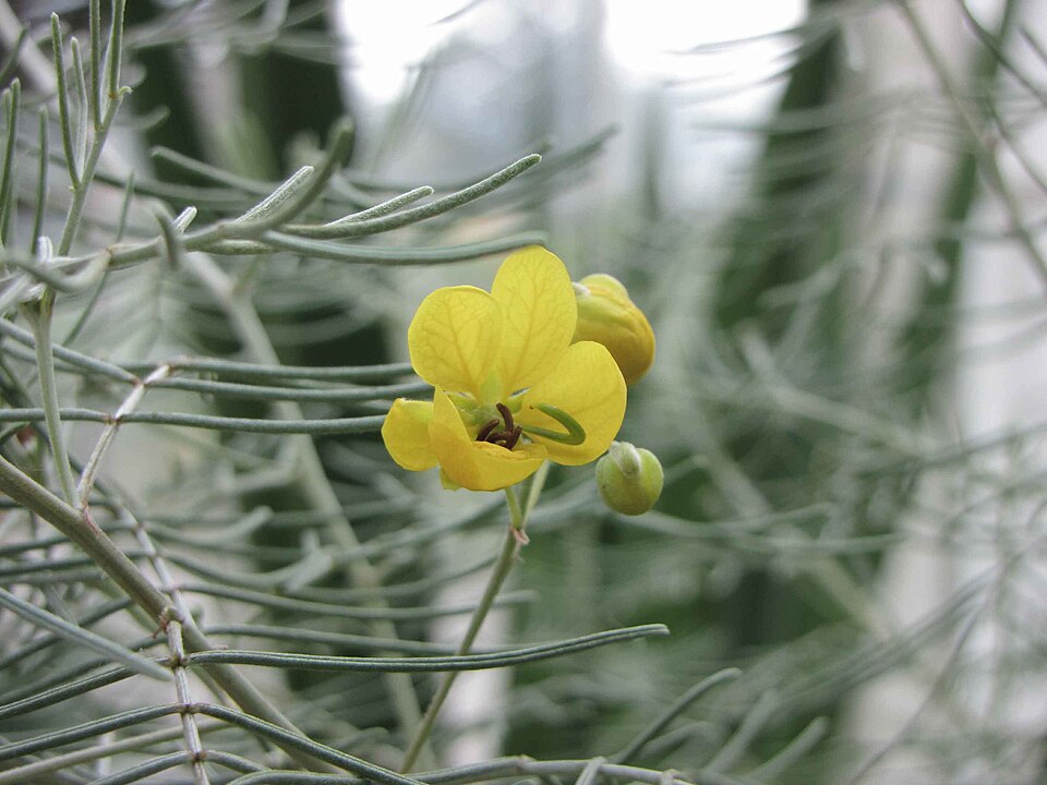 Senna artemisioides (silver senna) (alternate view 2)