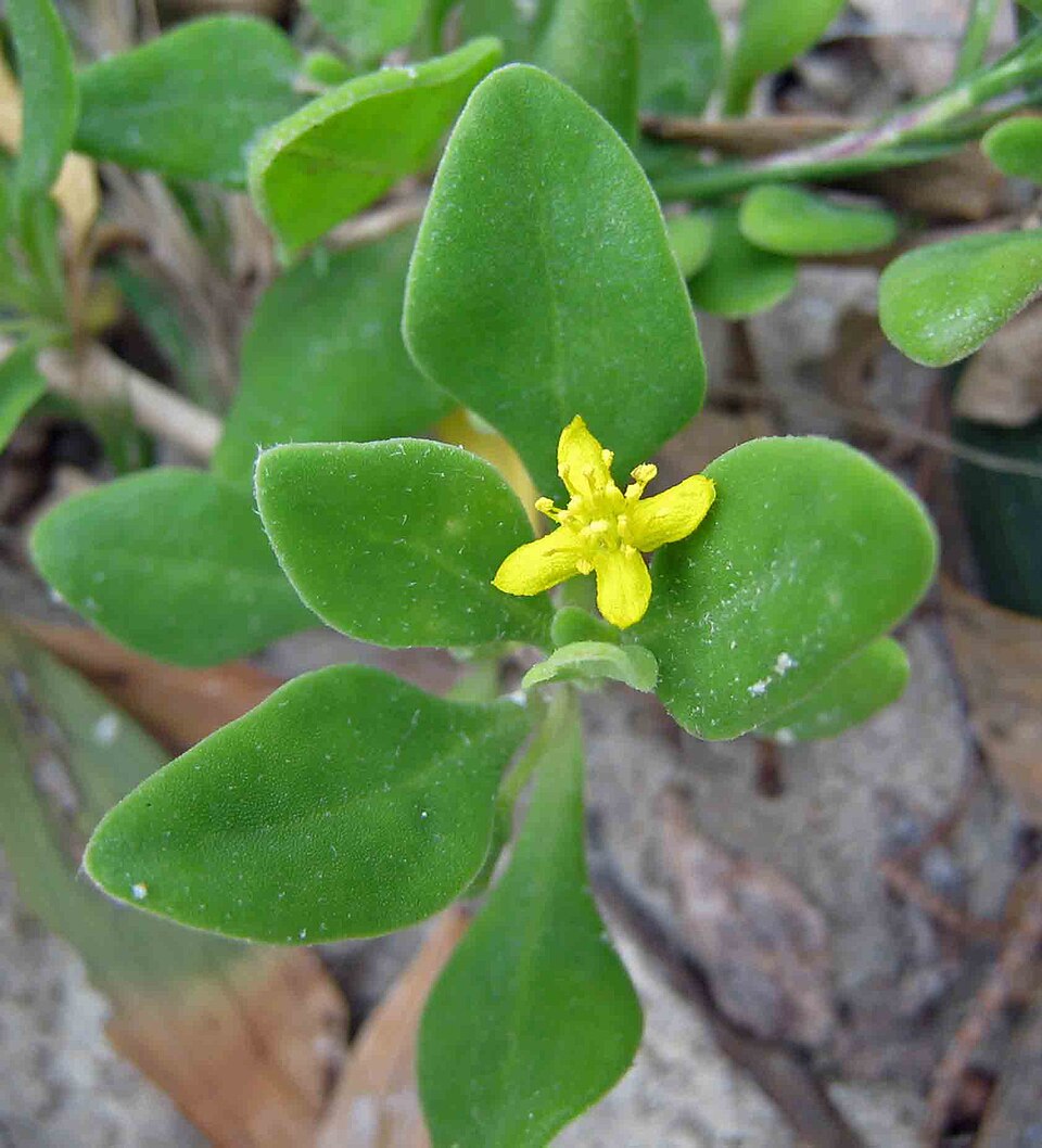 Tetragonia implexicoma (bower spinach) (alternate view 9)