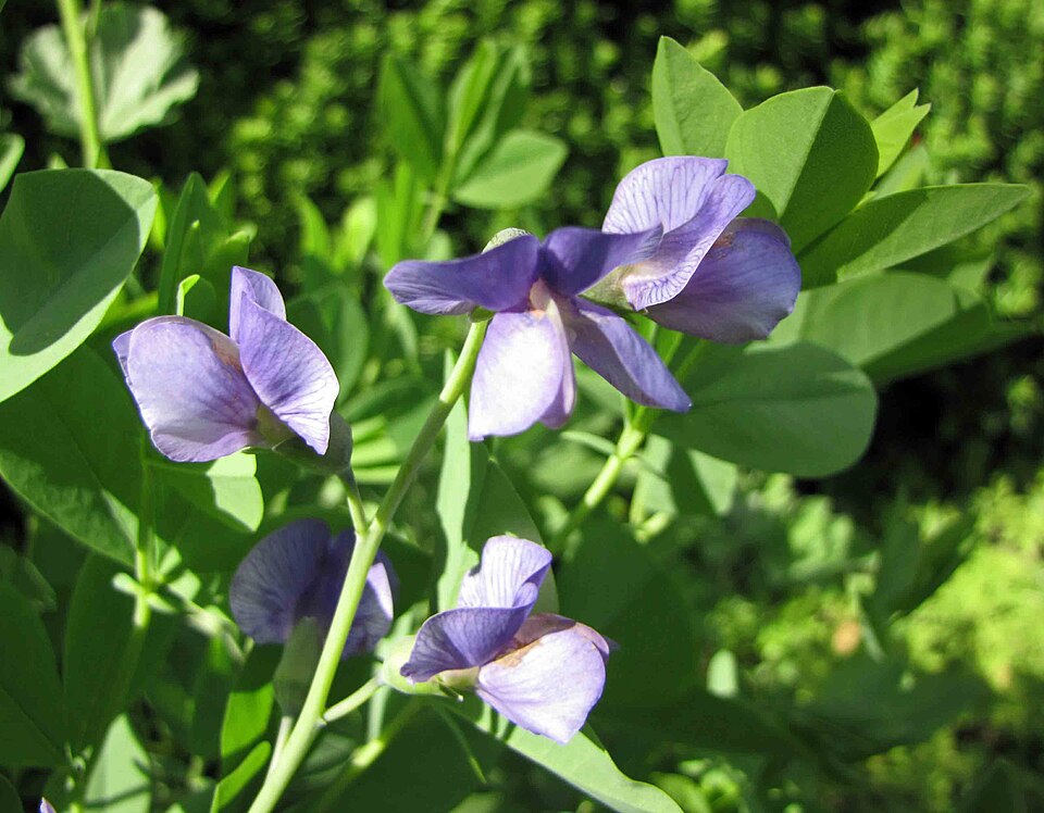 Baptisia (wild indigos)