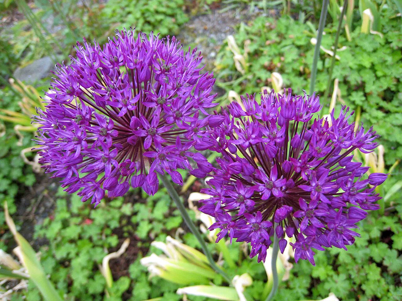 Allium hollandicum, Purple sensation ornamental onion — upright deciduous (Amaryllidaceae) (image 2 of 10)