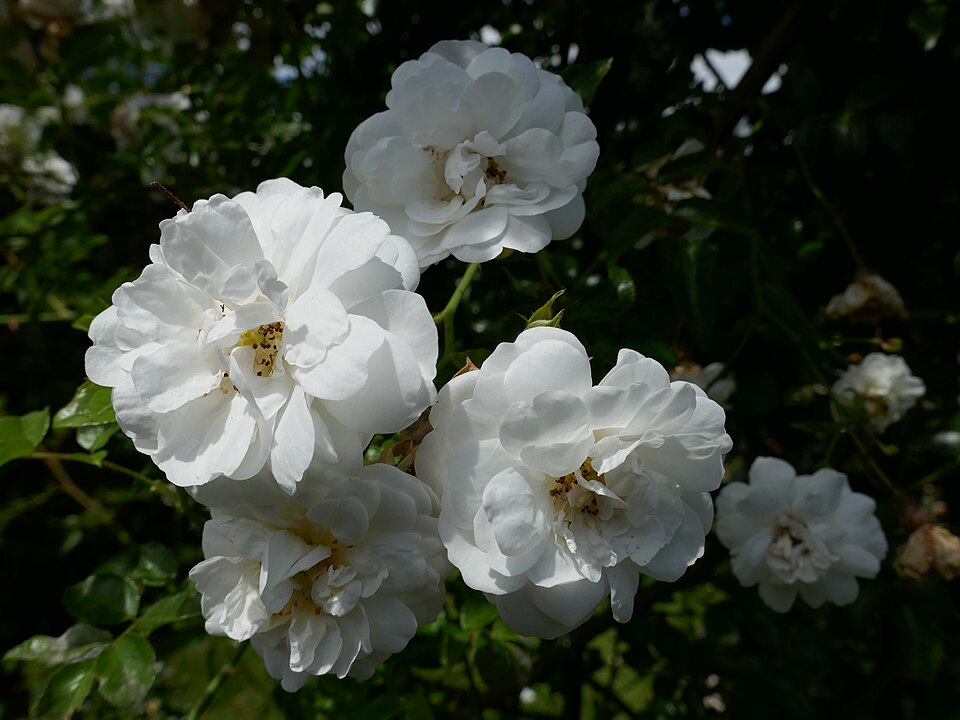 Rosa 'Sander''s White Rambler' (Sanders' White Rambler) (alternate view 5)