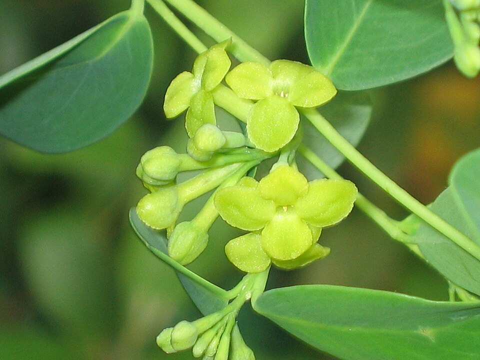 Wikstroemia indica (Bootlace Plant) (alternate view 9)