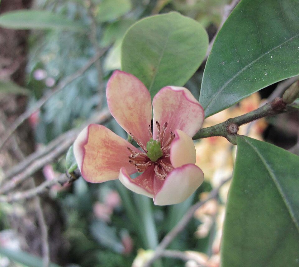 Magnolia maudiae var. platypetala (Broad-petaled Maud's Magnolia)