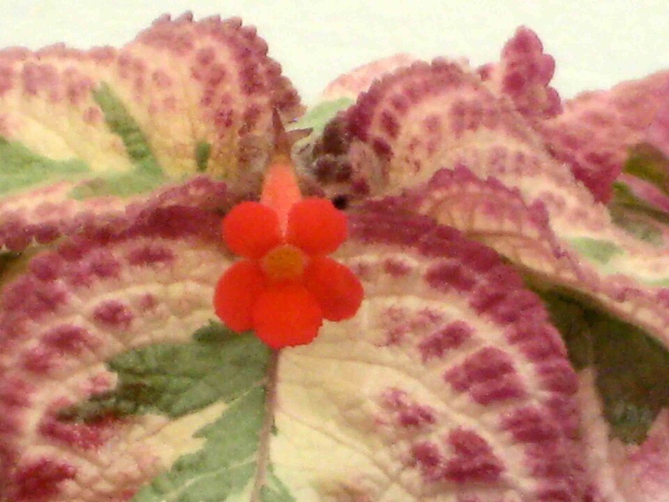 Episcia 'Cleopatra' (Episcia Cleopatra)