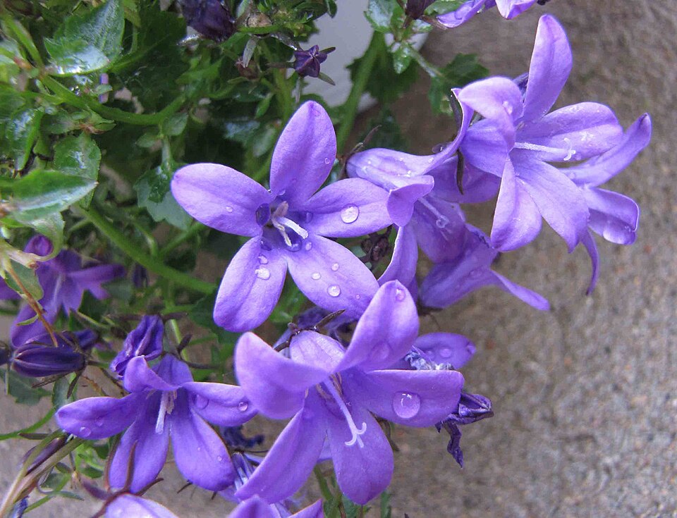 Campanula 'Birch Hybrid' (Birch Hybrid Bellflower)