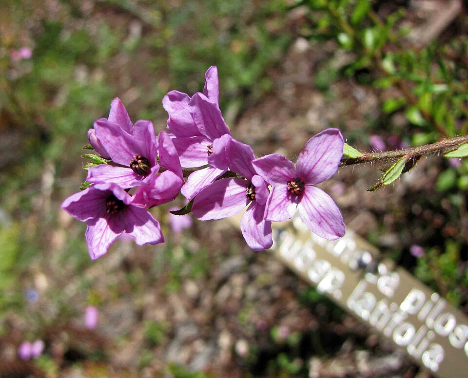 Tetratheca pilosa (Hairy Pink-bells) (alternate view 6)