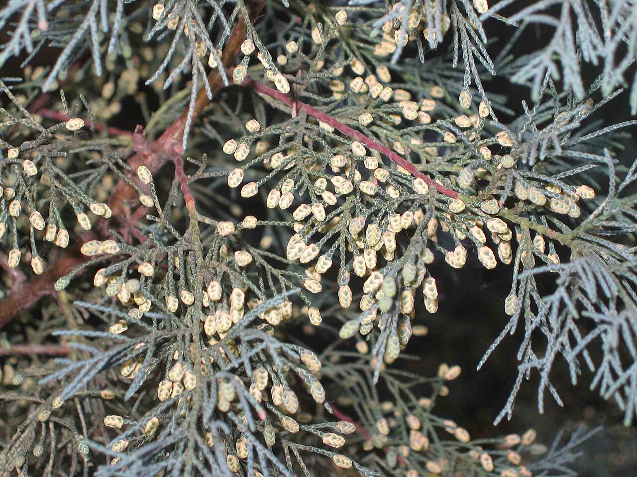Cupressus funebris, Chinese weeping cypress — upright evergreen (Cupressaceae) (image 1 of 4)