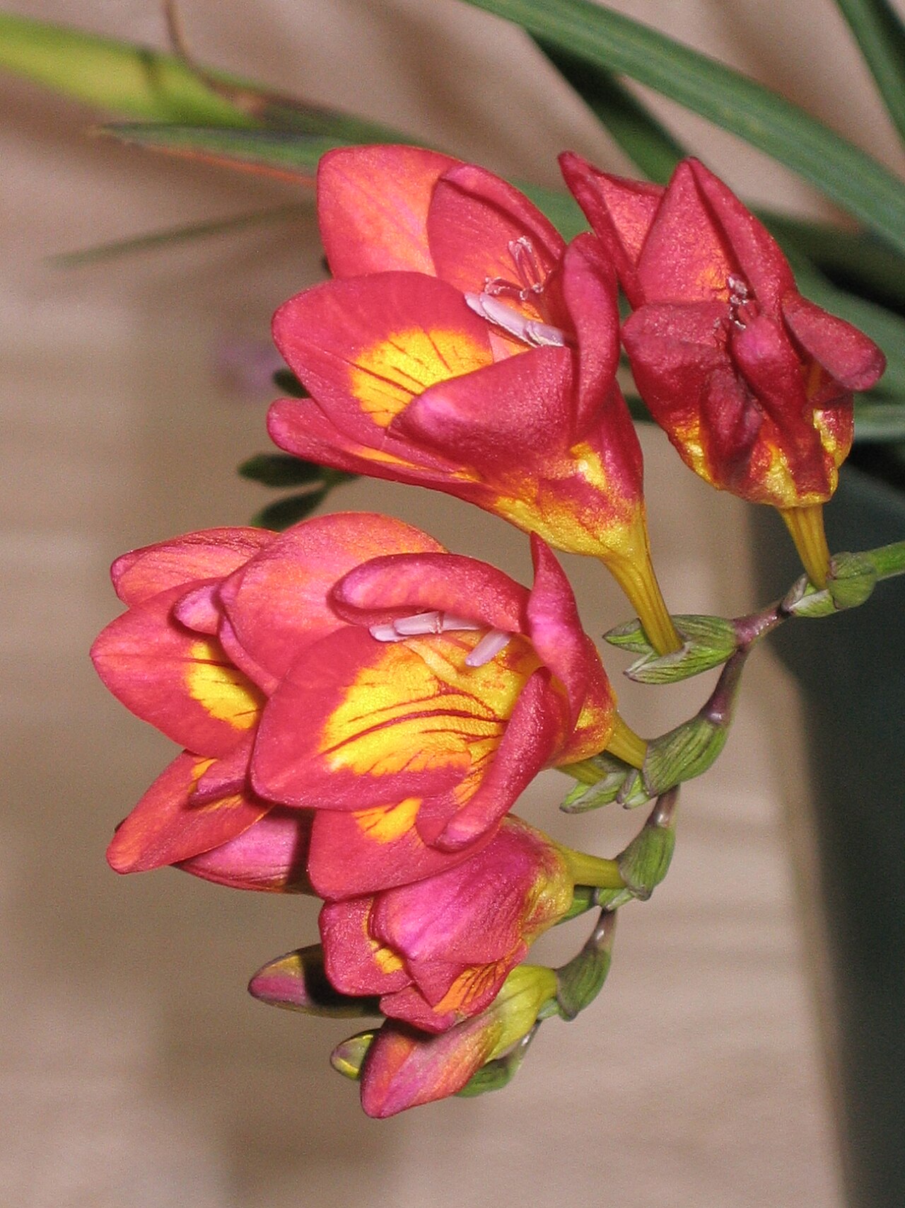 Freesia refracta, Freesia — clumping deciduous (Iridaceae) (image 9 of 9)