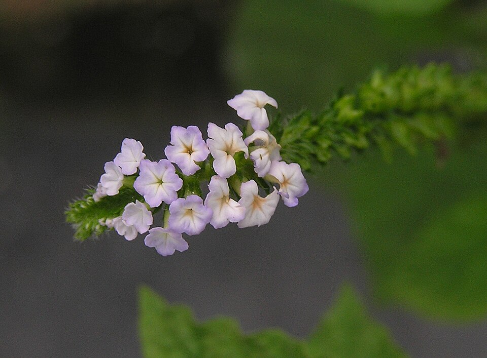 Heliotropium indicum (Indian Heliotrope) (alternate view 12)