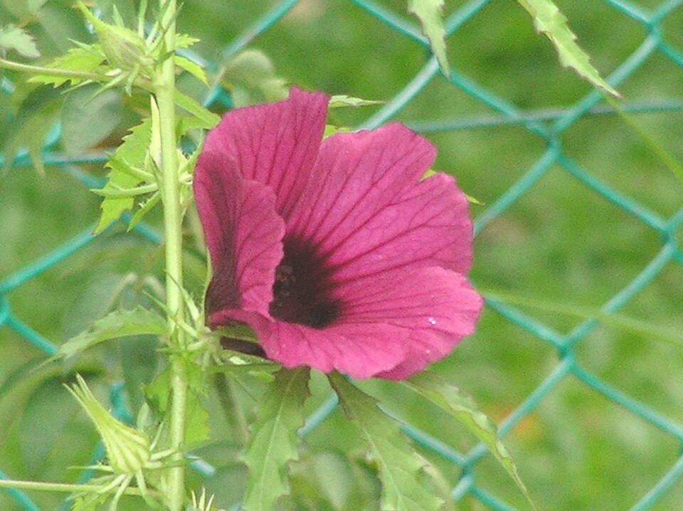 Malva arborea (Tree Mallow)