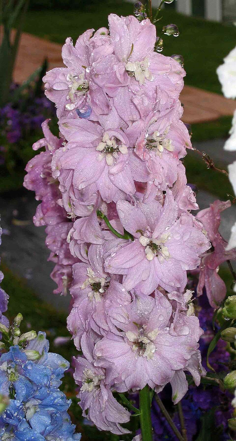 Delphinium ajacis (doubtful knight's-spur) (alternate view 10)