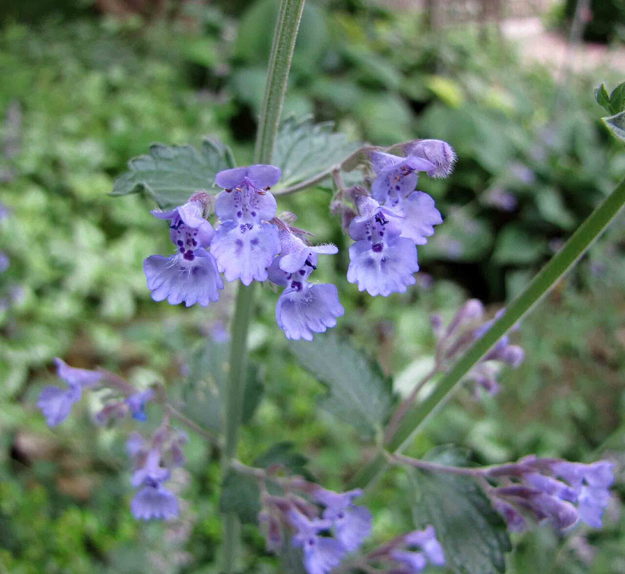 Nepeta faassenii 'Walker's Low', Walker's Low catmint — mounding deciduous (Lamiaceae) (image 7 of 7)