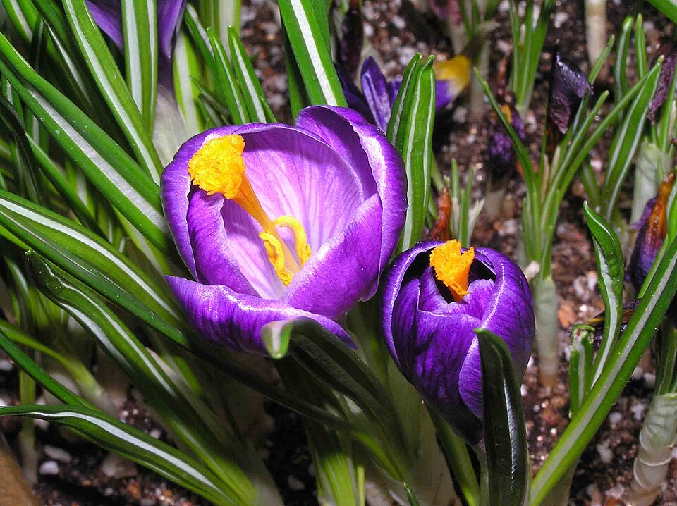 Crocus neapolitanus (spring crocus)