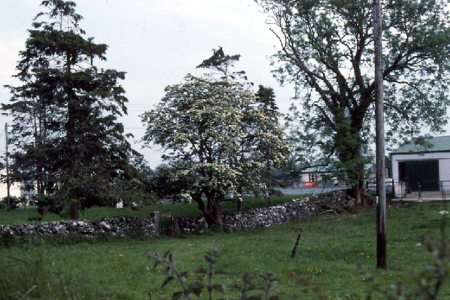 Crataegus monogyna (common hawthorn) (alternate view 6)