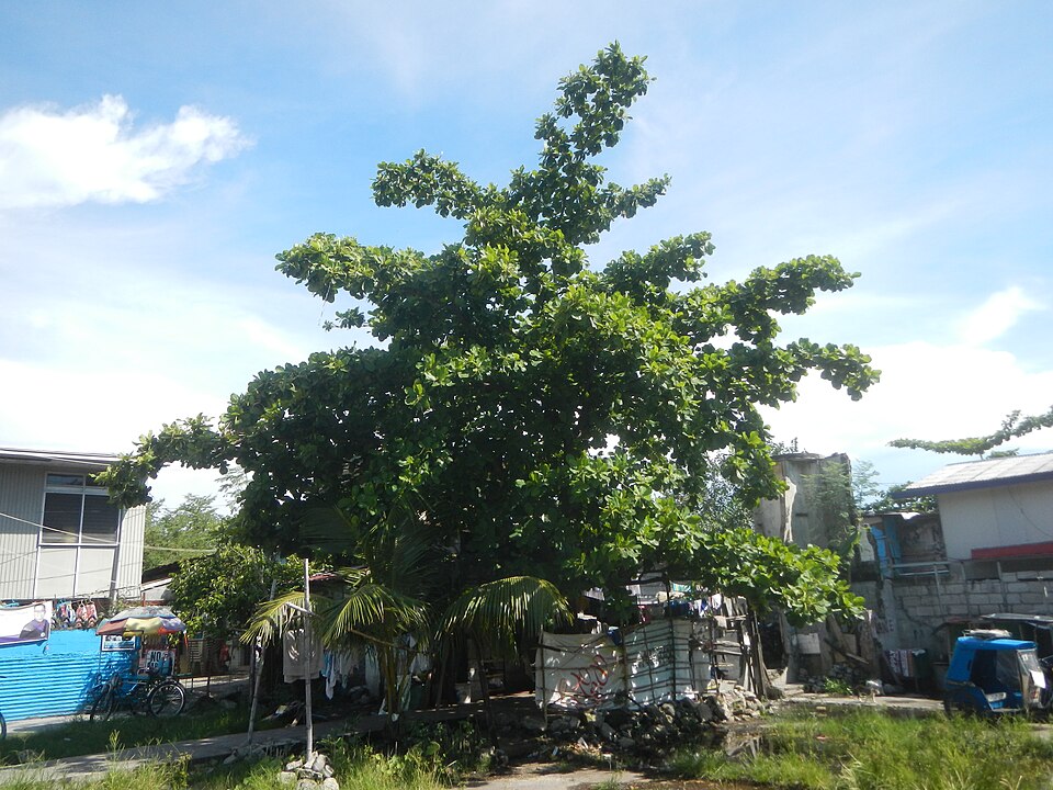 Terminalia catappa (Sea Almond)