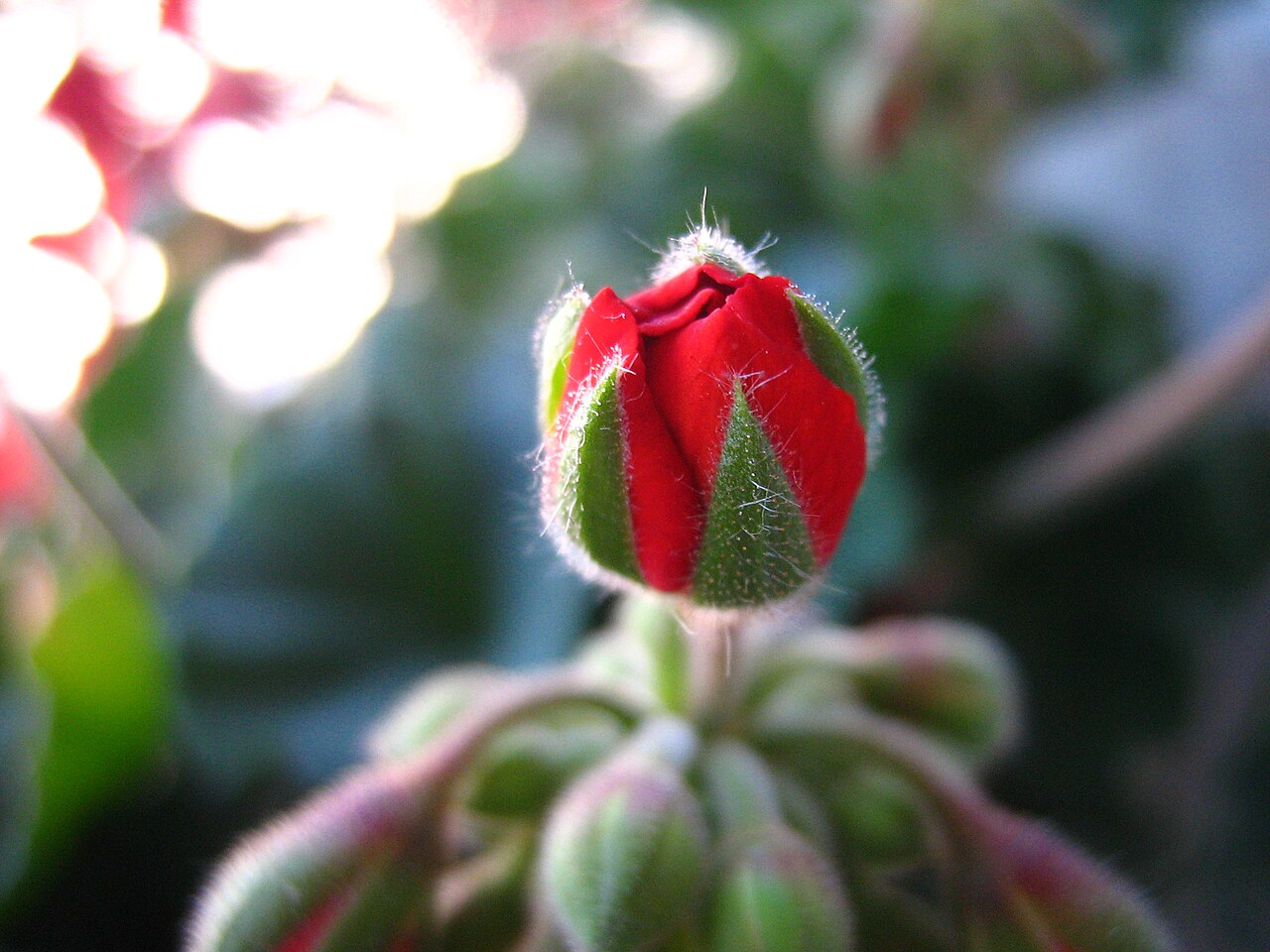 Pelargonium hortorum, Zonal geranium — mounding semi-evergreen (Geraniaceae) (image 1 of 6)