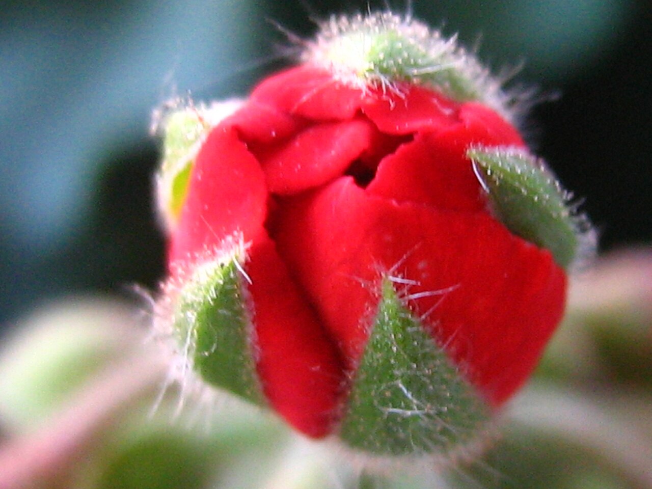 Pelargonium hortorum, Zonal geranium — mounding semi-evergreen (Geraniaceae) (image 2 of 6)