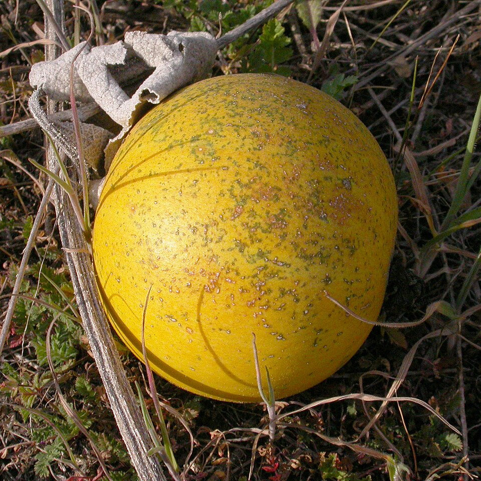 Cucurbita foetidissima (Buffalo Gourd) (alternate view 4)