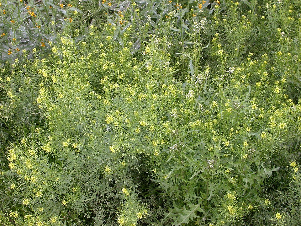 Descurainia pinnata (Western Tansymustard) (alternate view 3)