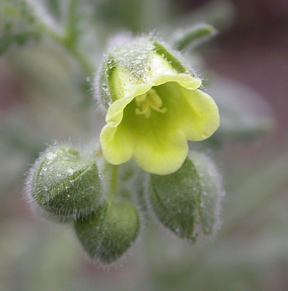 Emmenanthe penduliflora (whispering bells) (alternate view 6)