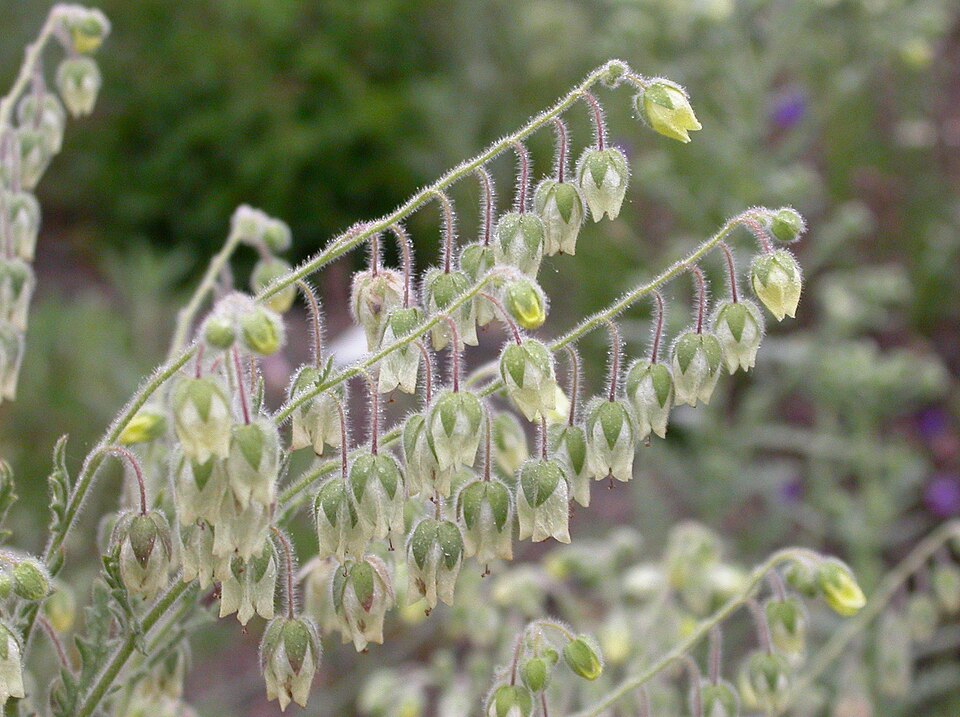 Emmenanthe penduliflora (whispering bells) (alternate view 7)