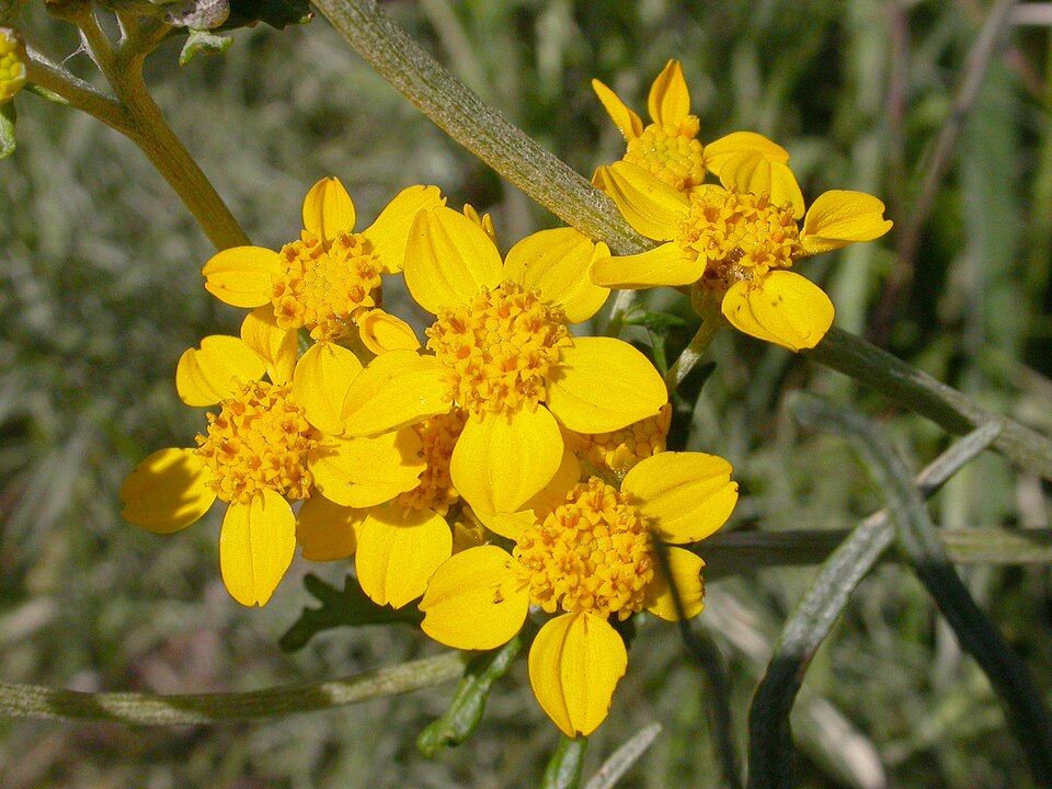 Eriophyllum confertiflorum (Golden Yarrow)