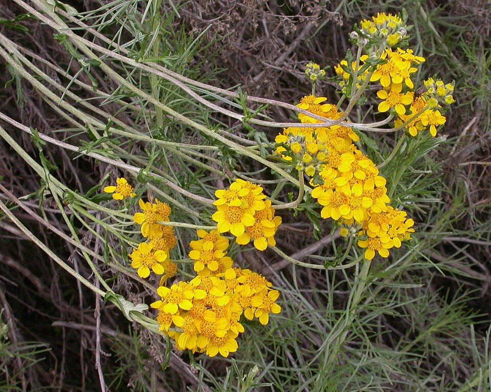 Eriophyllum confertiflorum (Golden Yarrow)