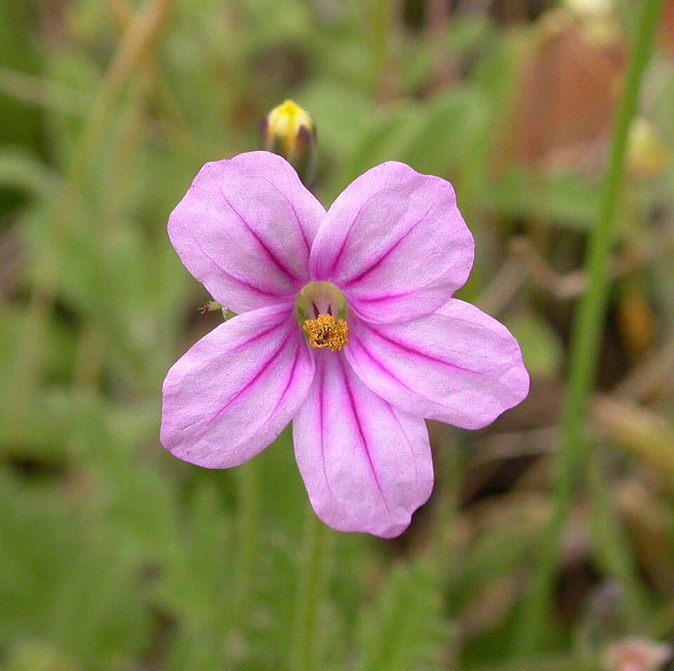 Erodium botrys (Mediterranean Stork's-bill) (alternate view 6)