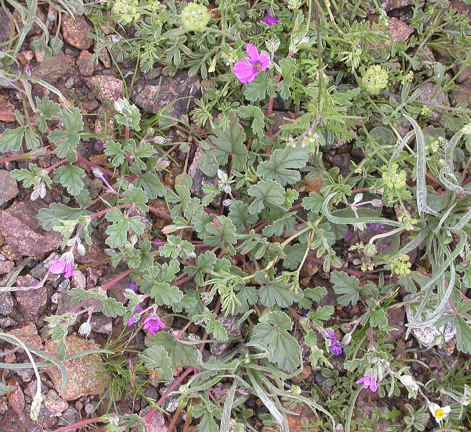 Erodium botrys (Mediterranean Stork's-bill) (alternate view 7)