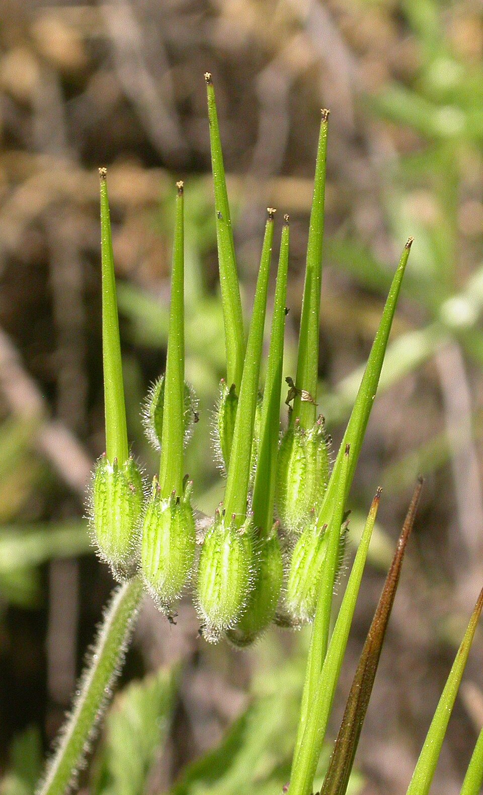 Erodium botrys (Mediterranean Stork's-bill) (alternate view 8)