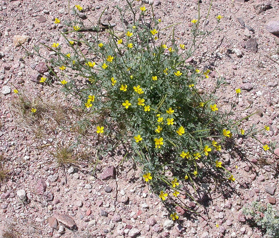 Eschscholzia minutiflora (Little Gold Poppy) (alternate view 9)