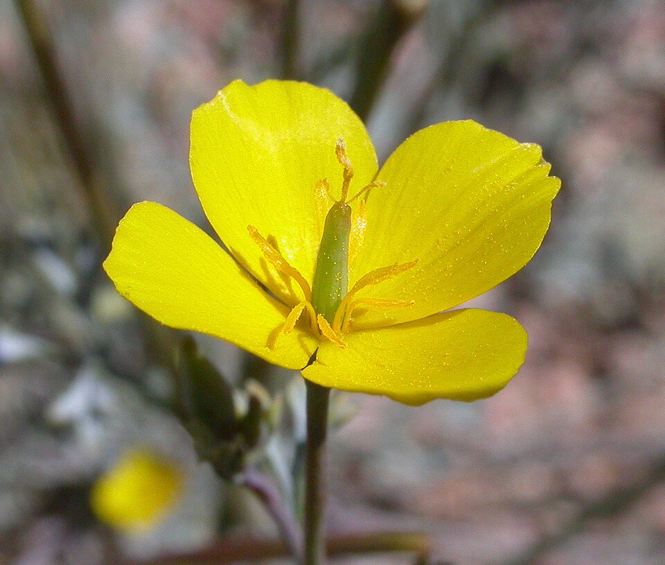 Eschscholzia minutiflora (Little Gold Poppy) (alternate view 10)