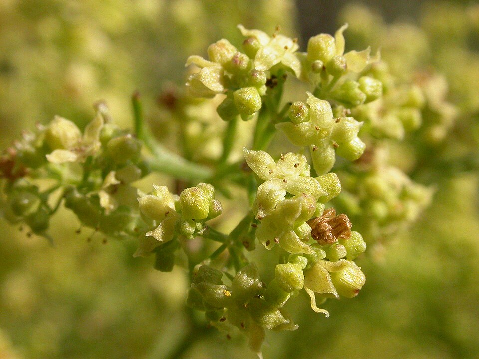 Galium angustifolium (Narrow-leaved Bedstraw) (alternate view 6)