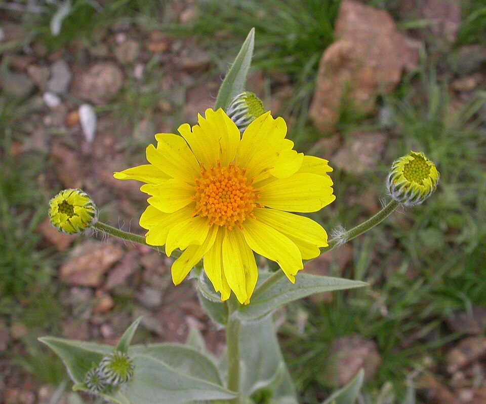 Geraea canescens (Desert Sunflower) (alternate view 5)
