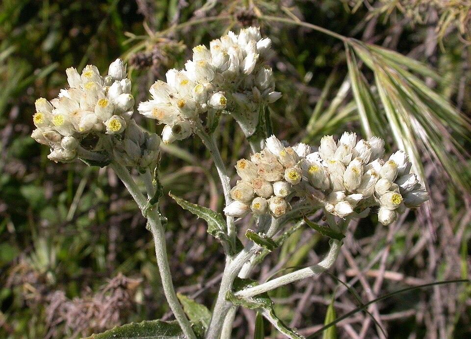 Pseudognaphalium californicum (California cudweed) (alternate view 2)