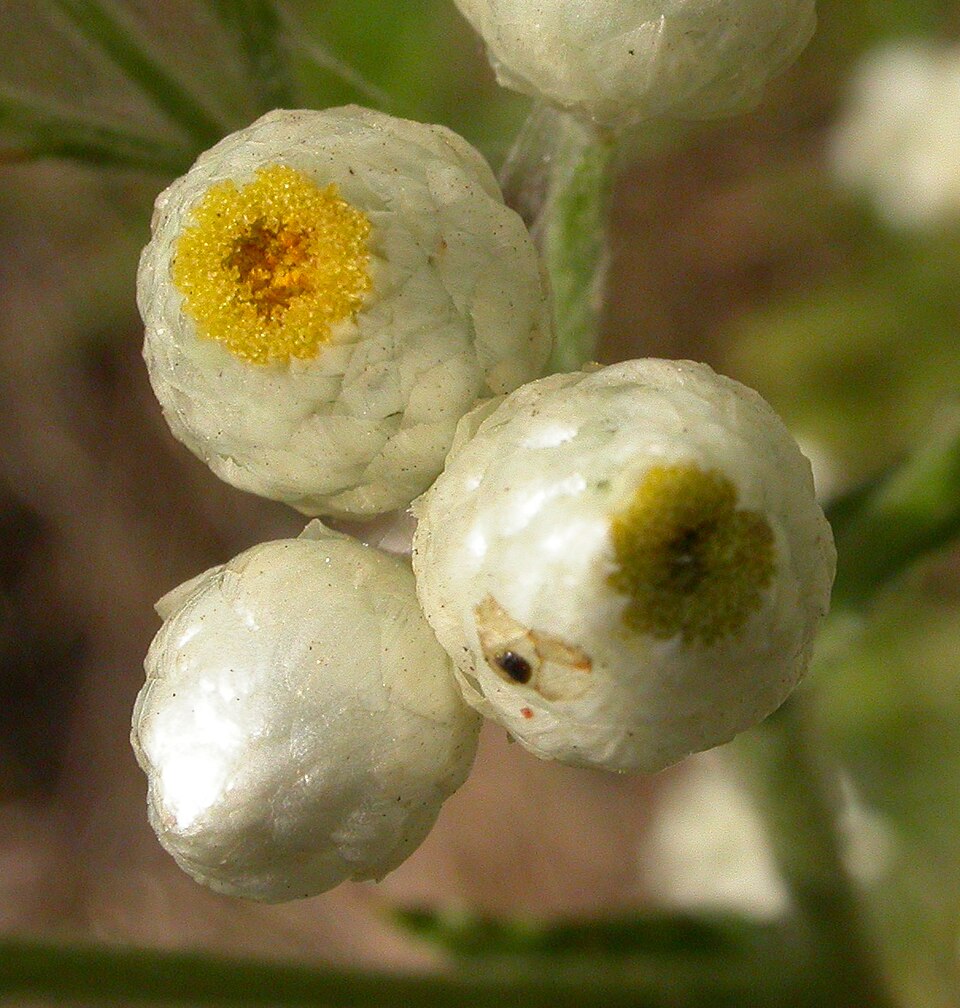 Pseudognaphalium californicum (California cudweed) (alternate view 3)