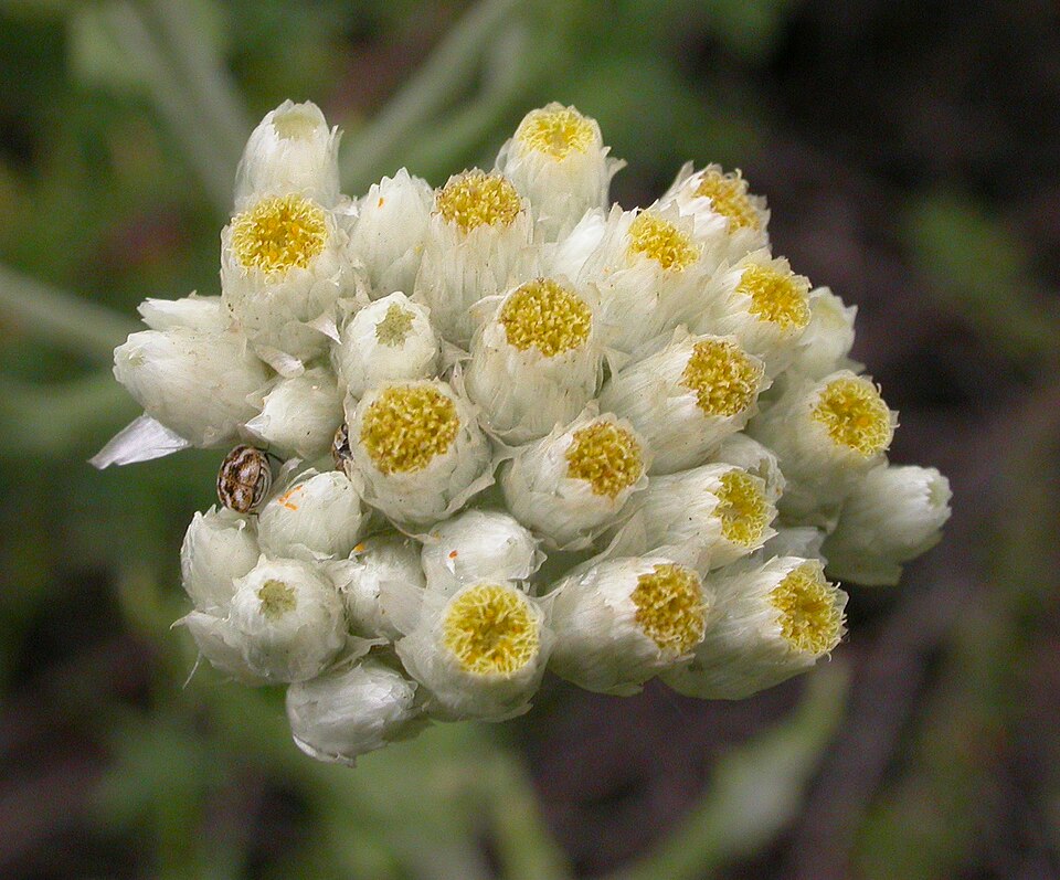 Pseudognaphalium californicum (California cudweed) (alternate view 4)