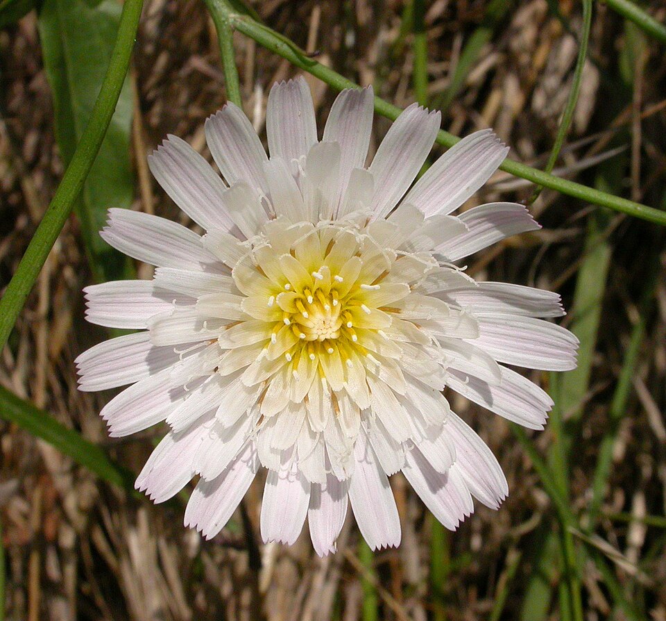 Malacothrix saxatilis (Cliff Aster) (alternate view 6)