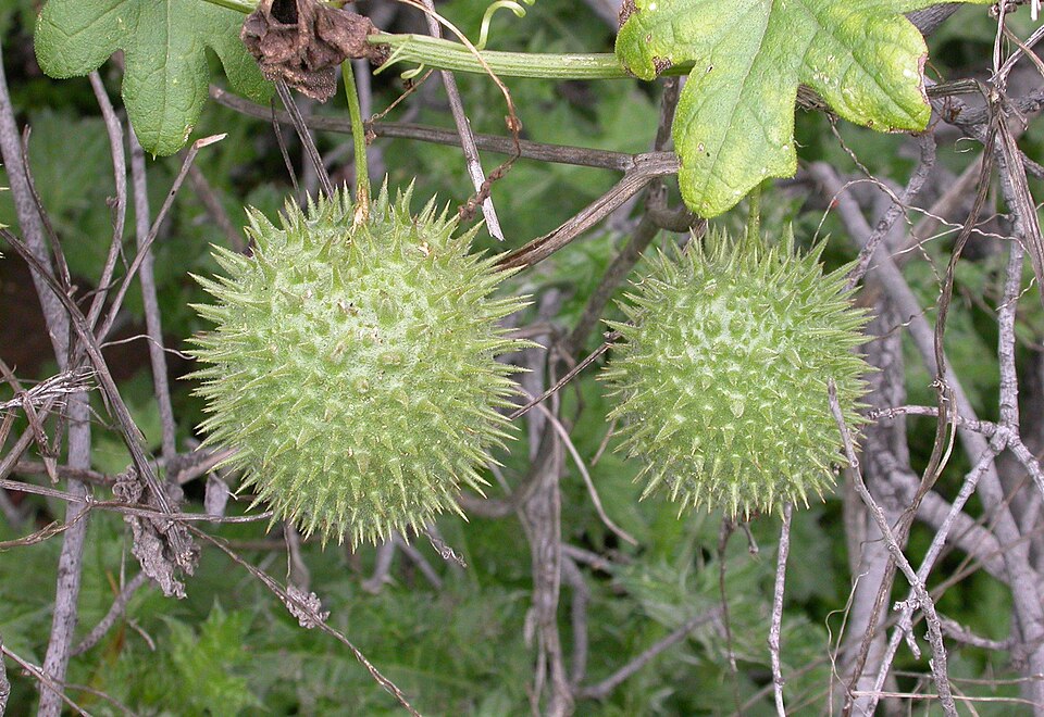 Marah macrocarpa (Chilicothe)