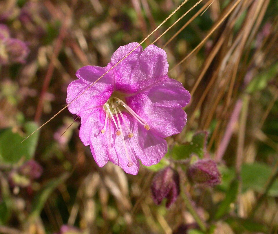 Mirabilis laevis (Wishbone Bush) (alternate view 2)